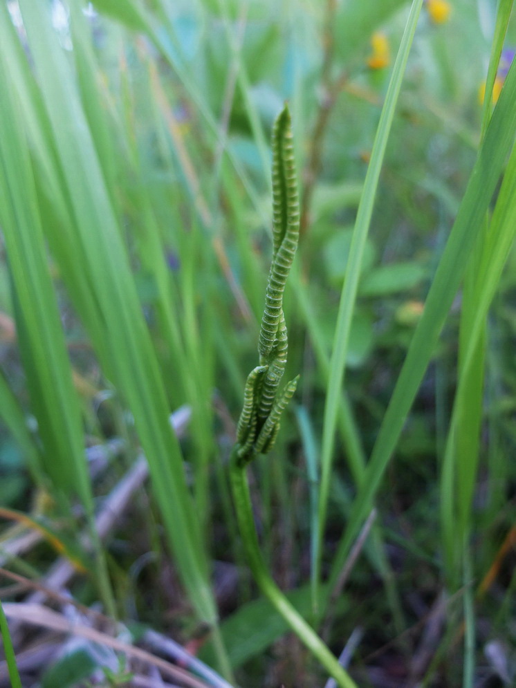 Изображение особи Ophioglossum vulgatum.