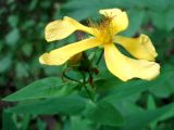 Hypericum ascyron