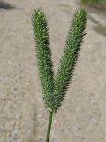 Phleum pratense