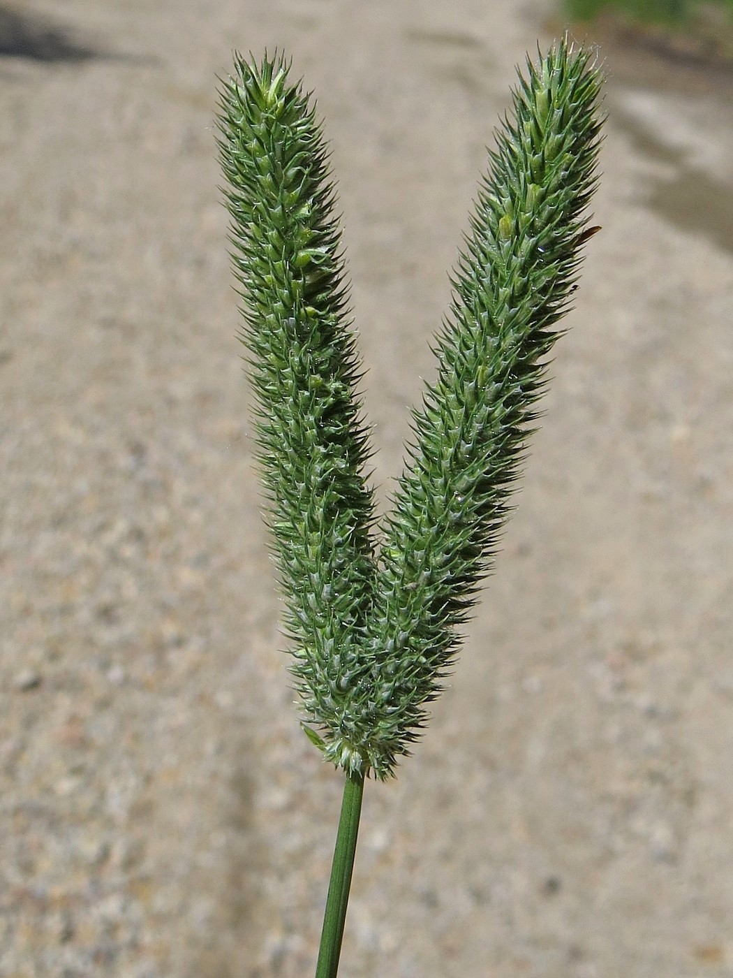 Image of Phleum pratense specimen.