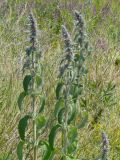 Stachys germanica