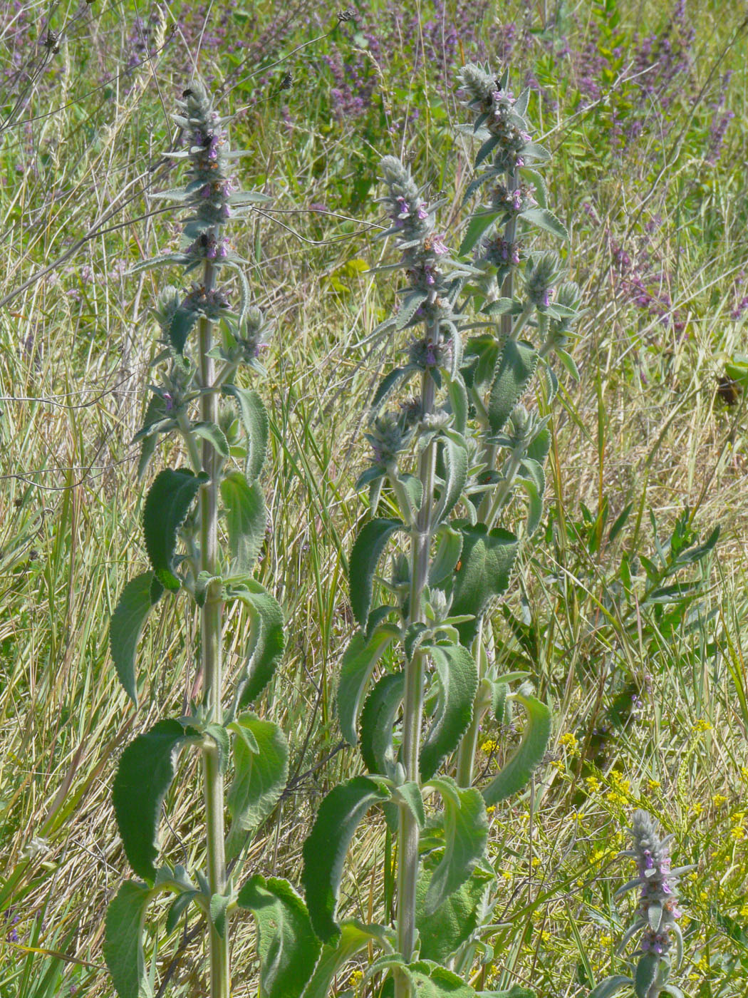 Image of Stachys germanica specimen.