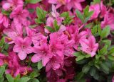 genus Rhododendron