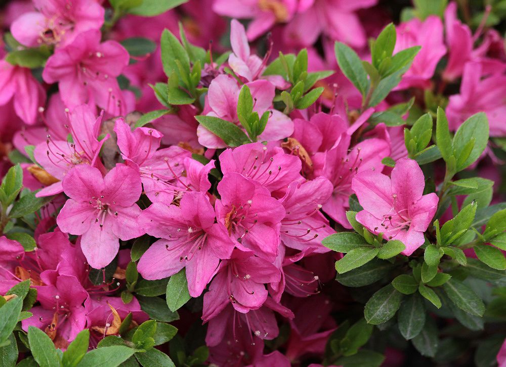 Image of genus Rhododendron specimen.