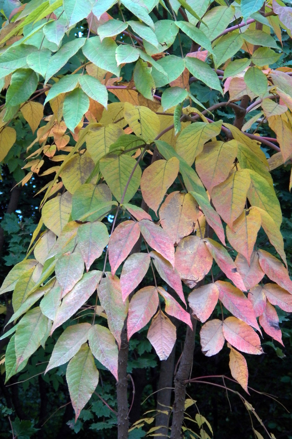 Image of Aralia elata specimen.