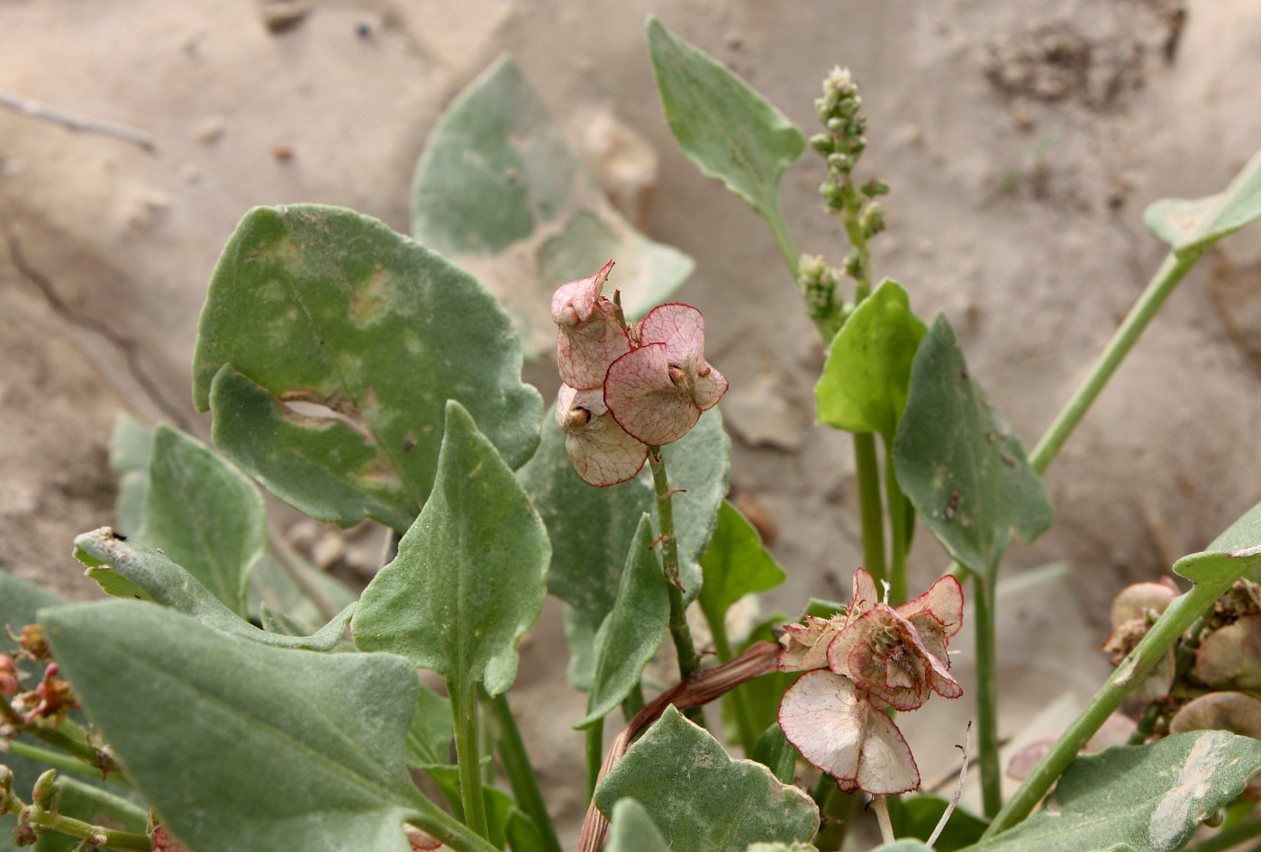 Image of Rumex cyprius specimen.