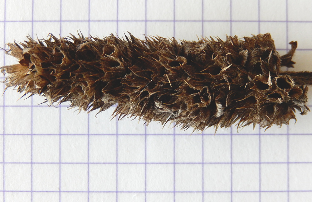 Image of Betonica officinalis specimen.