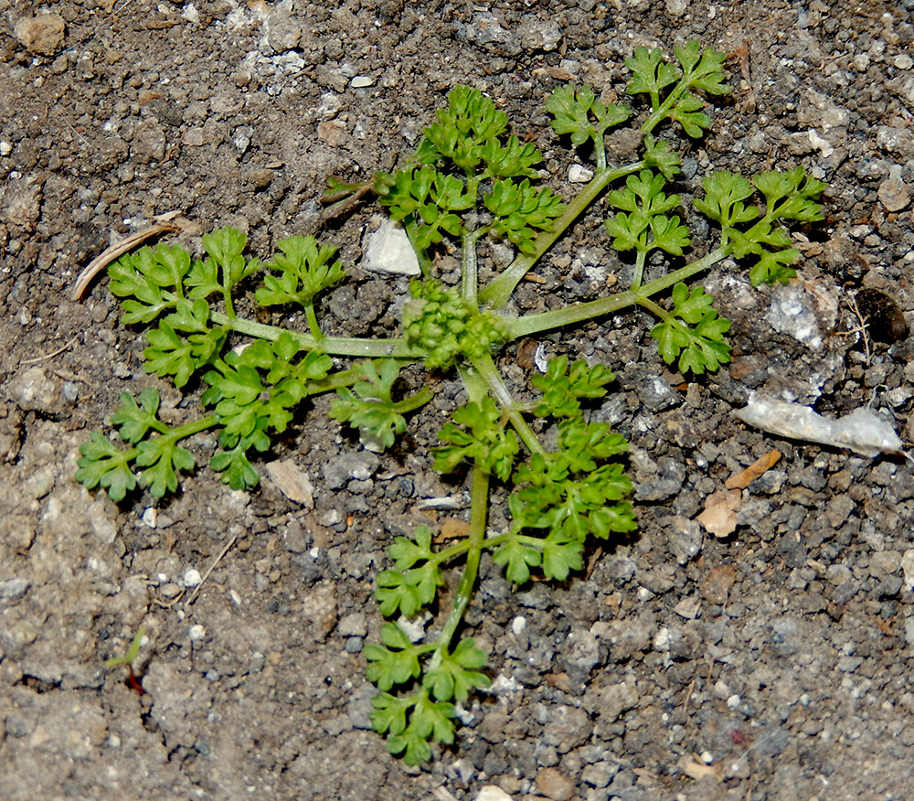 Изображение особи Anthriscus caucalis.