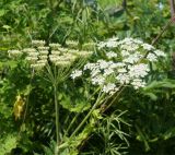 Heracleum moellendorffii