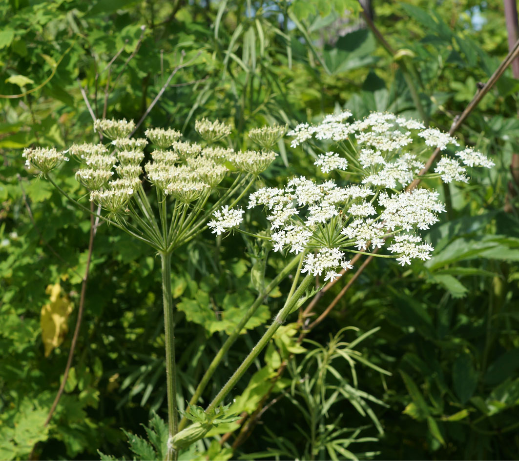 Image of Heracleum moellendorffii specimen.