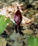 Arum elongatum