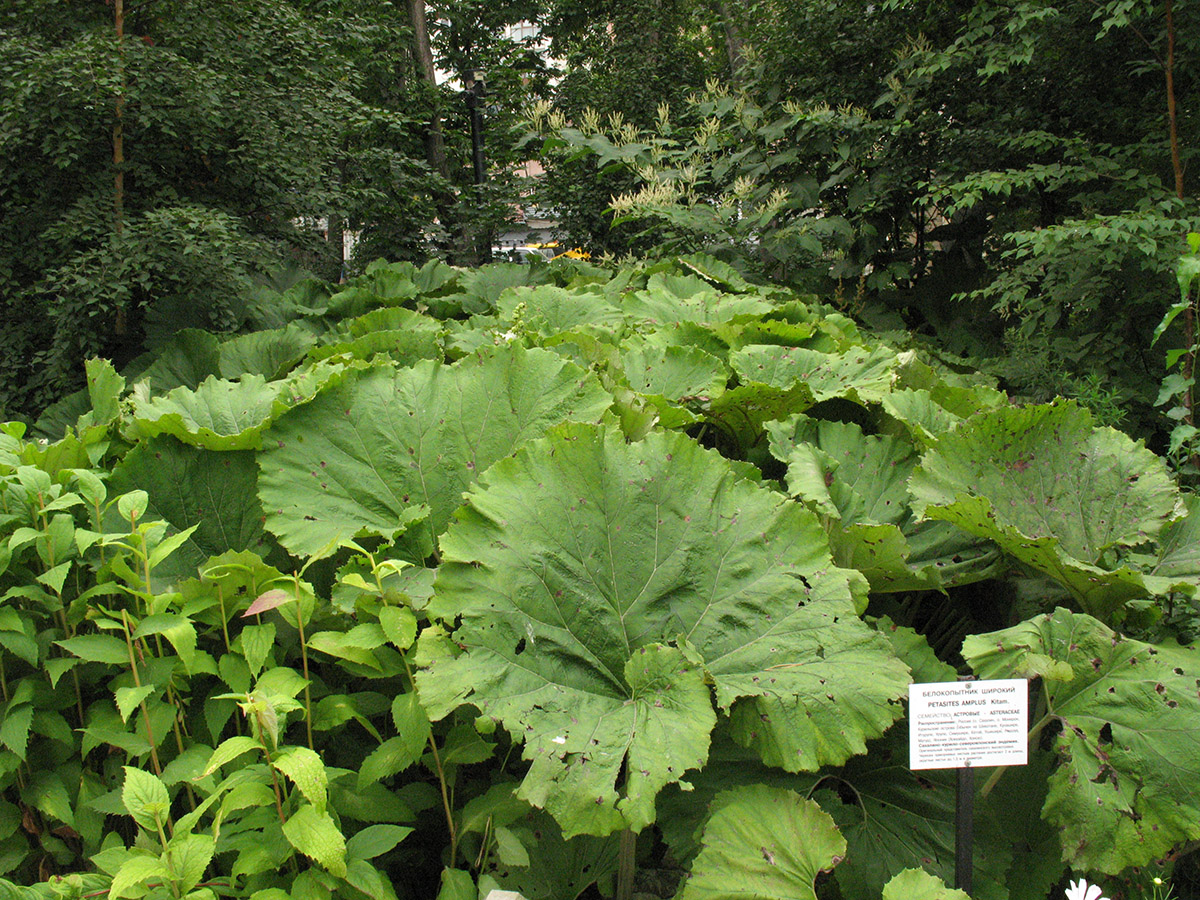 Image of Petasites amplus specimen.