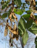 Laburnum anagyroides