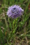 Globularia bisnagarica. Верхушка цветоносного побега с соцветием. ФРГ, земля Северный Рейн-Вестфалия, р-н Ойскирхен, окр. г. Бад-Мюнстерайфель, мелкоземистый участок с разреженной растительностью на луговом склоне. 27 мая 2010 г.