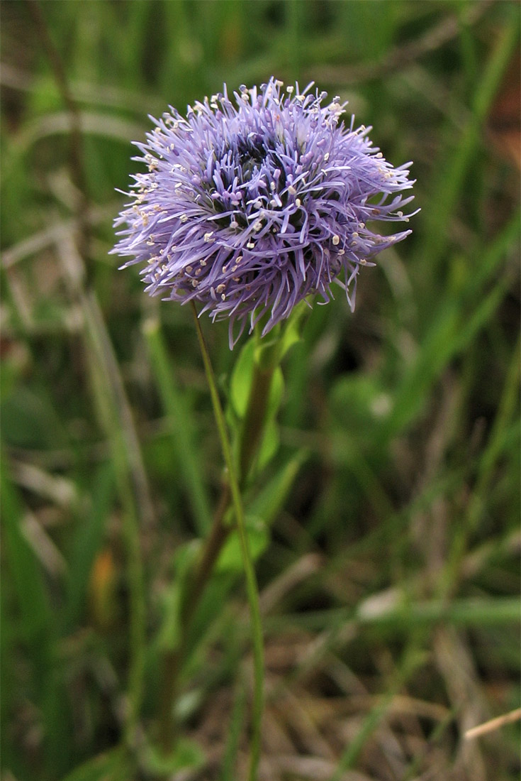 Image of Globularia bisnagarica specimen.