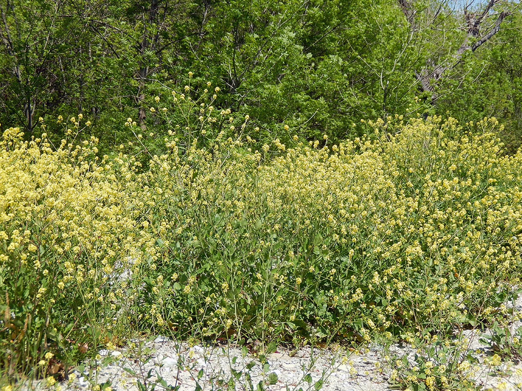 Изображение особи Rapistrum rugosum.