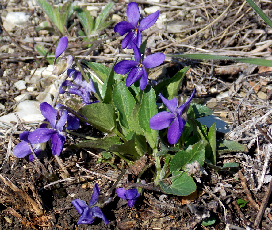 Изображение особи Viola ambigua.