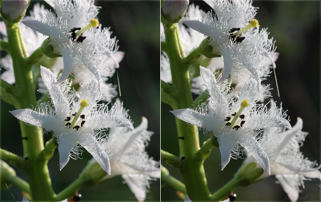 Изображение особи Menyanthes trifoliata.