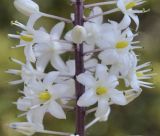 Drimia numidica