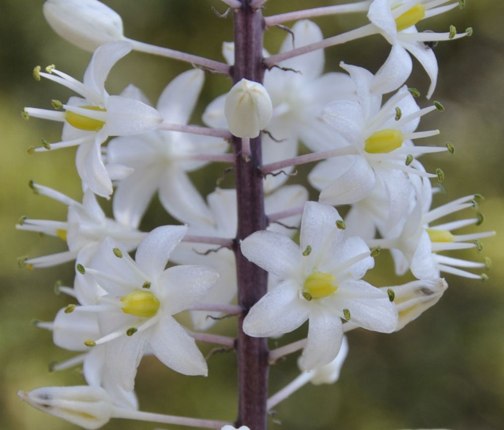 Image of Drimia numidica specimen.
