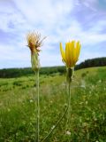 Scorzonera hispanica. Верхушки побегов с соцветиями. Пензенская обл., Лунинский р-н, окр. с. Ферлюдинка, открытый склон к р. Шукша. 19 июня 2015 г.