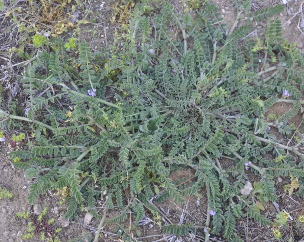 Изображение особи Astragalus sinaicus.