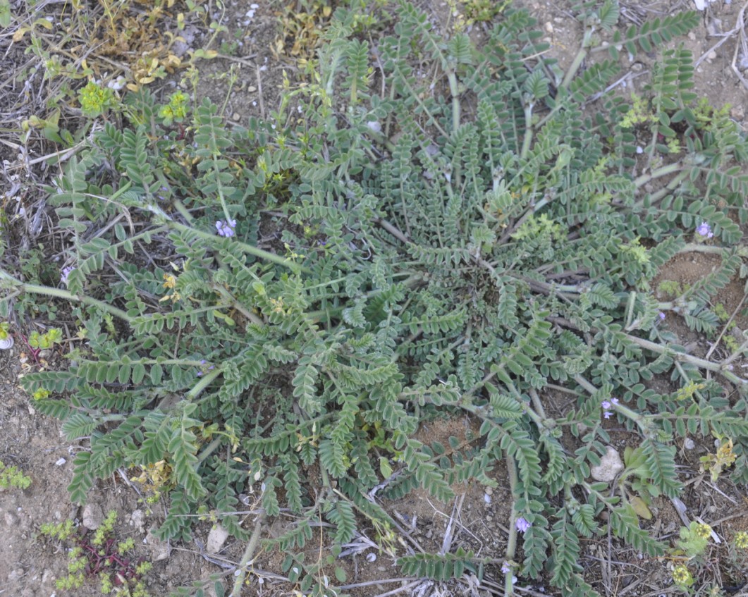 Image of Astragalus sinaicus specimen.