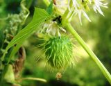 Echinocystis lobata. Фрагмент побега с созревающим плодом, листом и кормящимися муравьями. Пензенская обл., Каменский р-н, окр. с. Владыкино, пойма р. Малый Атмис, заросли кустарников. 10 августа 2016 г.