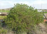 Myoporum acuminatum