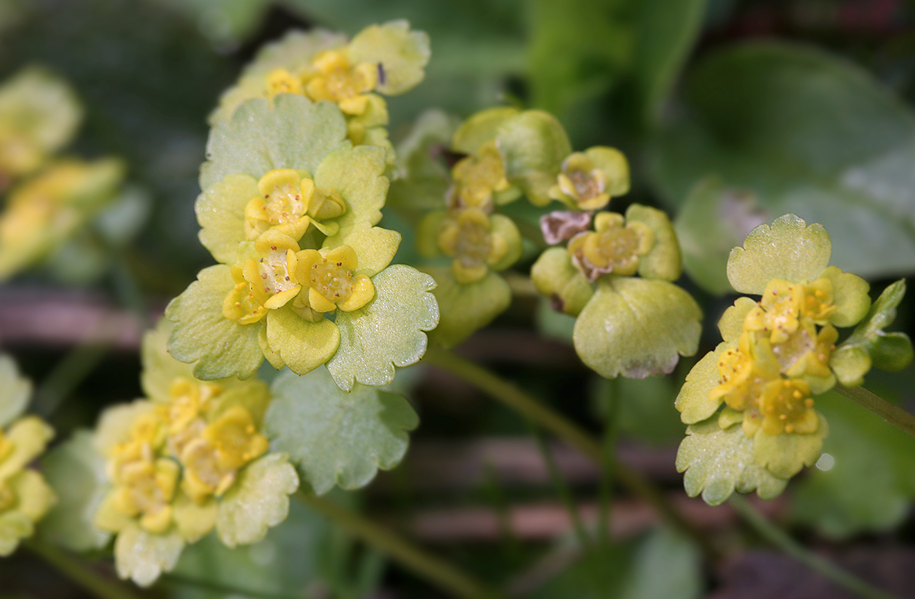 Изображение особи Chrysosplenium alternifolium.