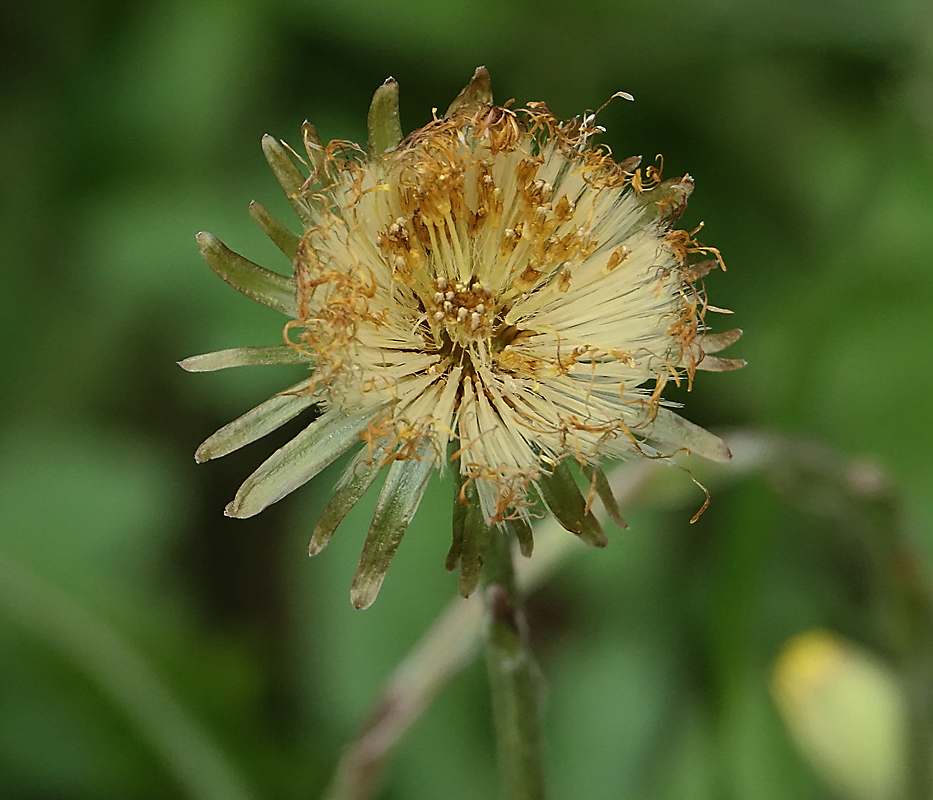 Image of Tussilago farfara specimen.