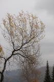 Populus tremula