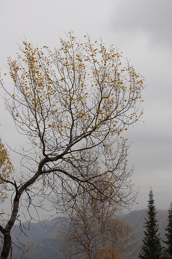 Image of Populus tremula specimen.