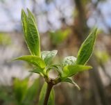 Philadelphus coronarius. Верхушка побега с развивающимися листьями. Пермский край, г. Пермь, Кировский р-н, садовый участок, в культуре. 20.05.2017.