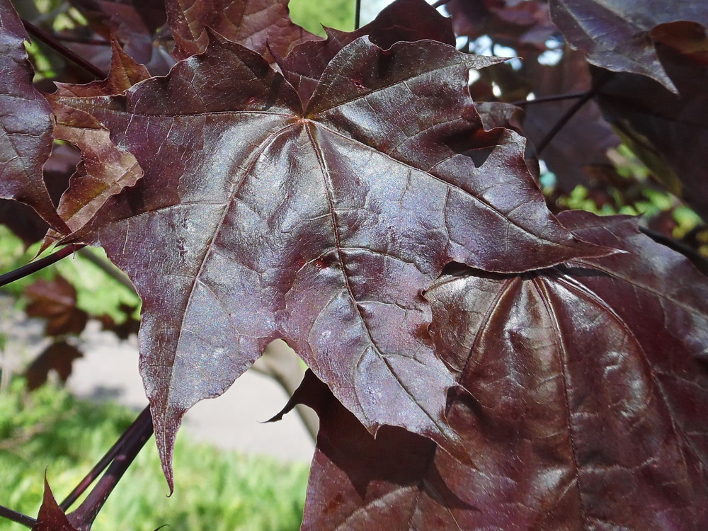 Image of Acer platanoides specimen.