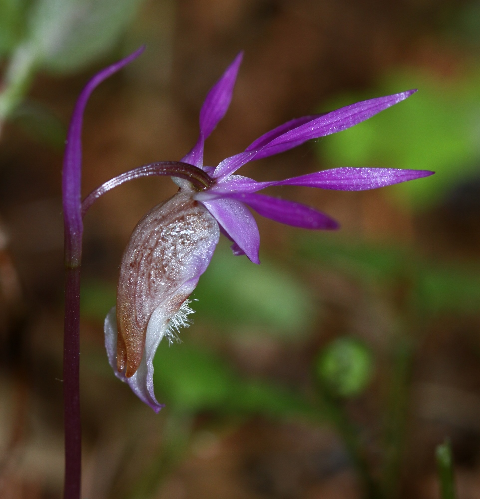 Image of Calypso bulbosa specimen.