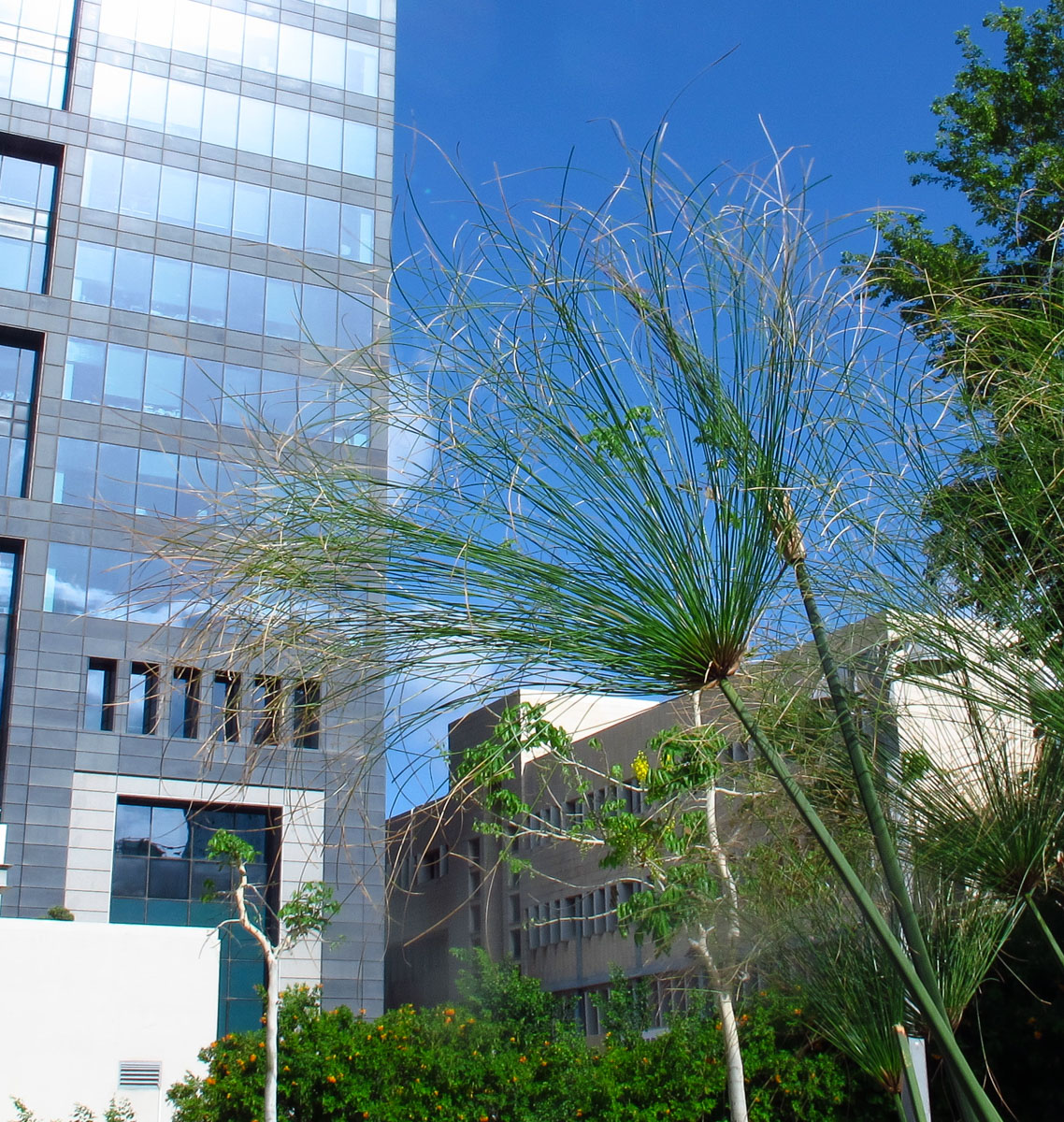 Image of Cyperus papyrus specimen.