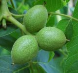 Juglans regia