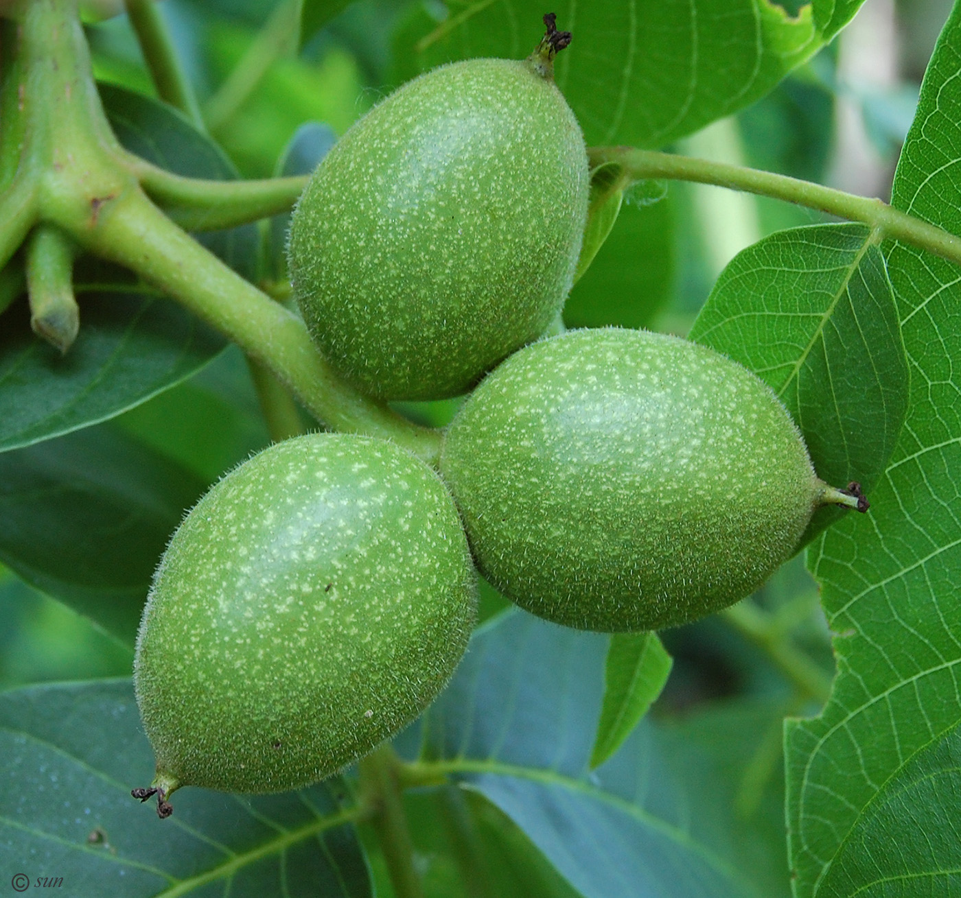 Image of Juglans regia specimen.