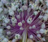 Allium ampeloprasum