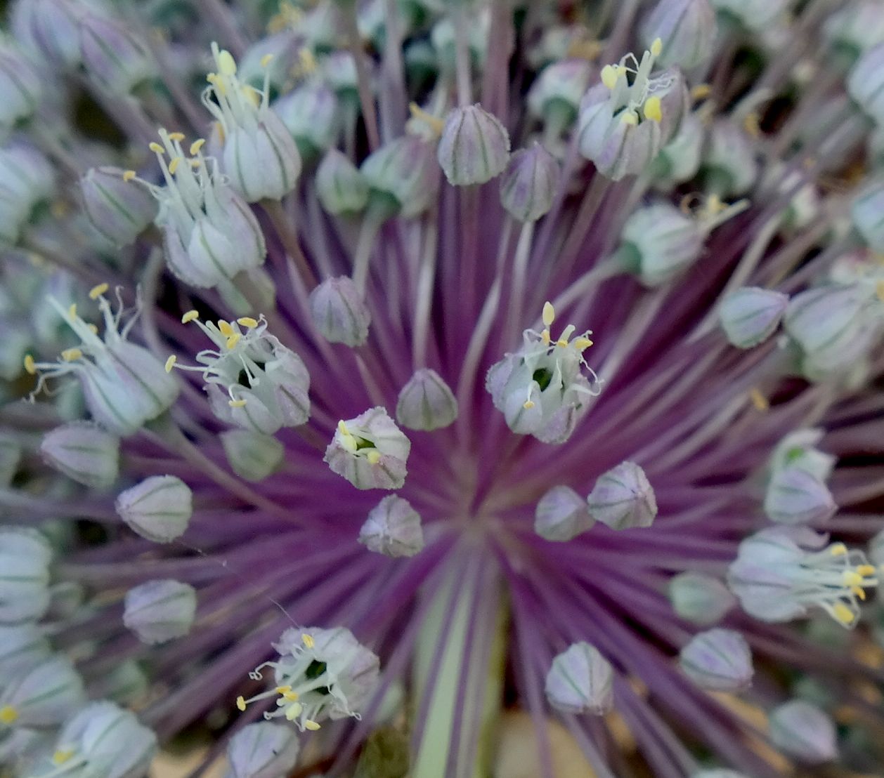 Image of Allium ampeloprasum specimen.