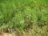 Glycyrrhiza glabra