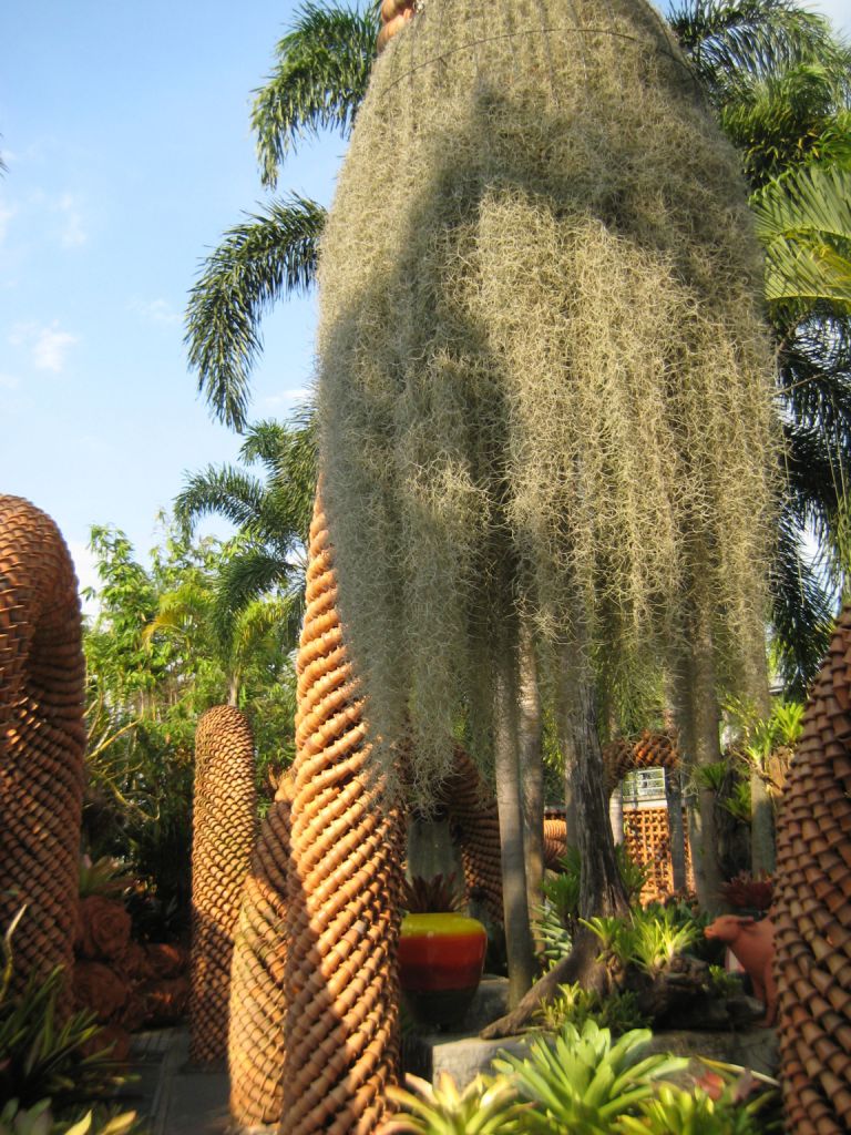 Image of Tillandsia usneoides specimen.