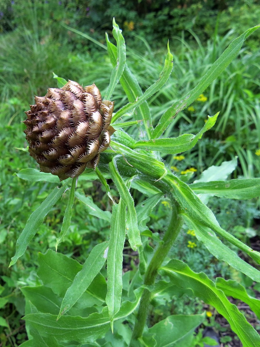 Изображение особи Grossheimia macrocephala.