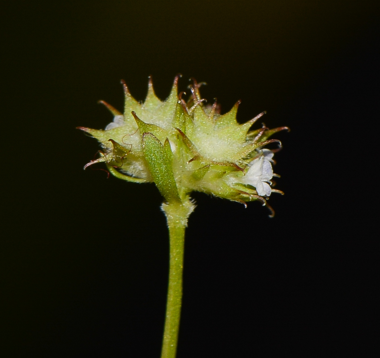 Изображение особи Valerianella coronata.