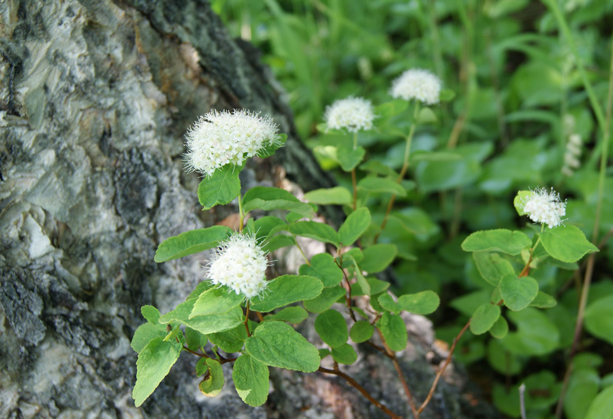 Изображение особи Spiraea beauverdiana.