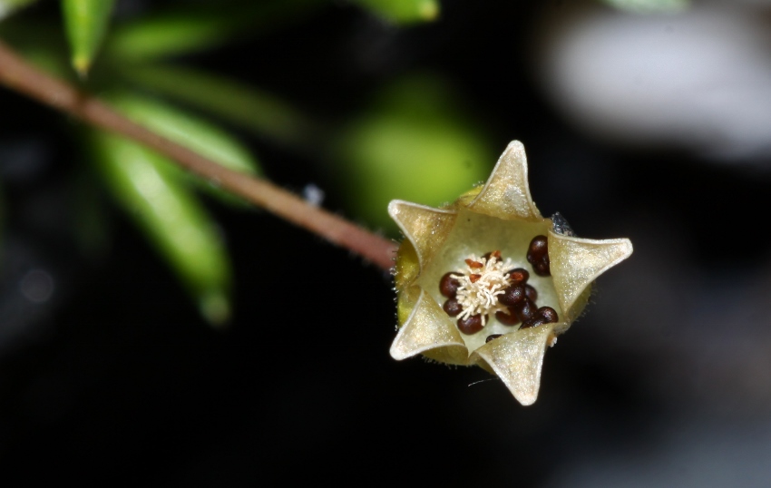 Image of Sagina maxima specimen.