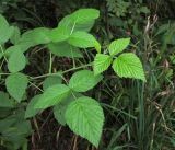 Rubus idaeus. Верхушка побега. Алтайский край, г. Барнаул, окр. пос. Южный, просека в ленточном бору из Pinus sylvestris. 9 августа 2017 г.