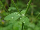 Aquilegia vulgaris