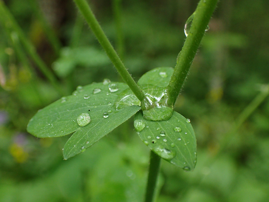 Image of Aquilegia vulgaris specimen.